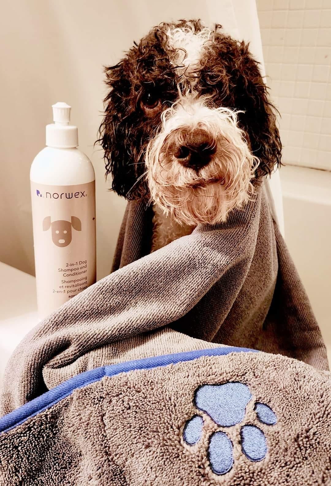 Safe Pet Care: Say Goodbye to Toxic Chemicals